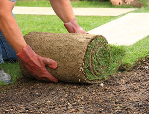 Planting a Florida Lawn